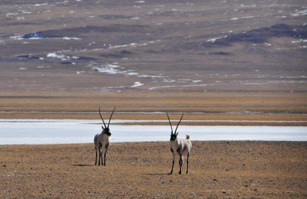 保护生物多样性  西藏羌塘将安装远程视频监控系统
